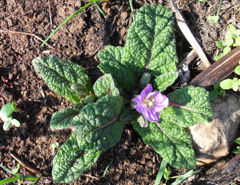 Mandragora autumnalis